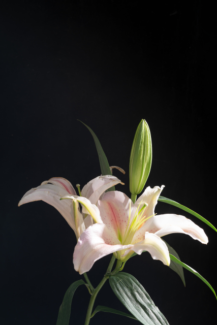 黑色背景粉色百合实拍图