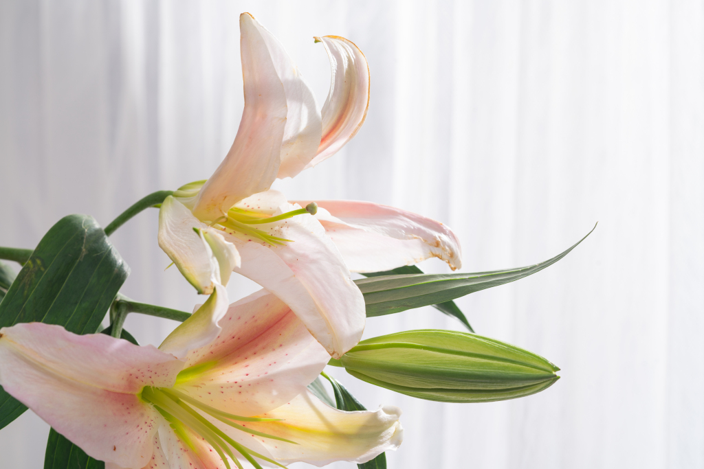 鲜花百合家居装饰高清图版权图片下载