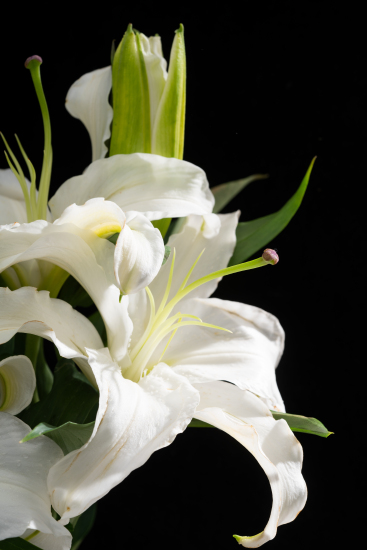 阳光照射的百合花高清图