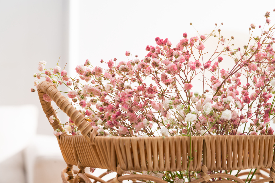 粉色唯美满天星实拍图