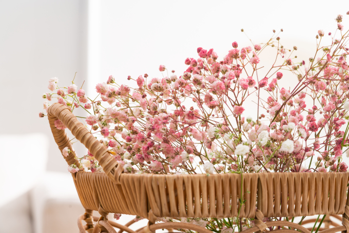 粉色唯美满天星实拍图