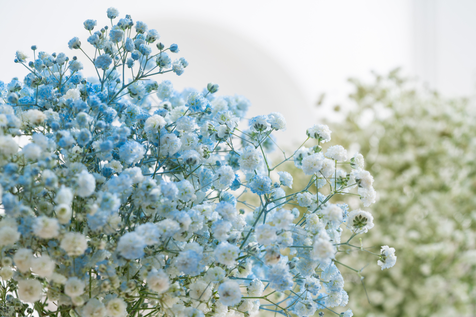 一束浅蓝色满天星礼物实拍图