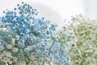 一束浅蓝色满天星礼物实拍图