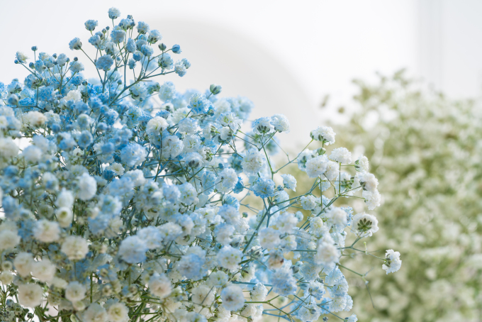 一束浅蓝色满天星礼物实拍图