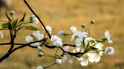 春天盛开的白色鲜花实拍图