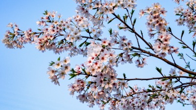 公园里盛开的粉色桃花实拍图