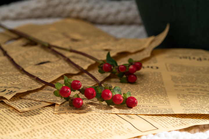 三支美丽的红豆鲜花高清图版权图片下载