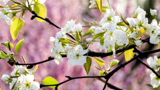 百花争艳白色杏花高清图