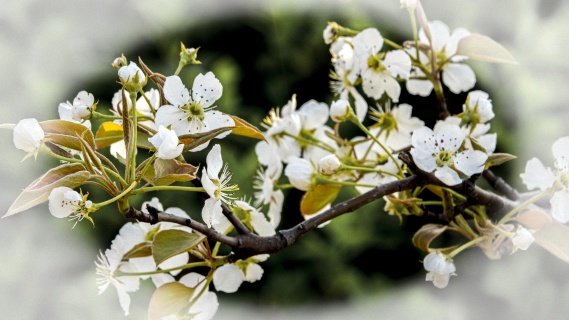 春天公园一支白色鲜花图
