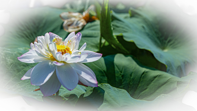 白色莲花高清近拍图