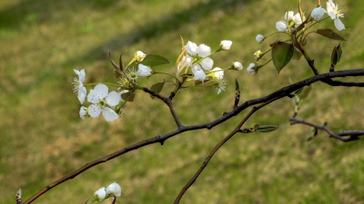春天白色小花特写实拍图