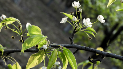 春暖花开公园白色杏花盛开图