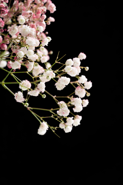 一束洁白无瑕的小花高清图