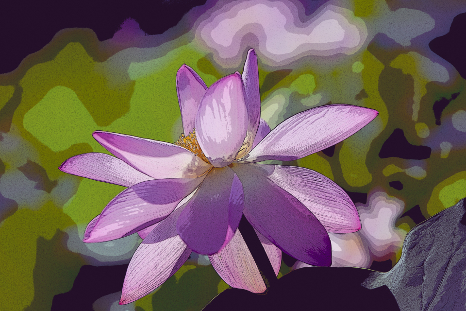 夏天荷花花卉植物近拍图