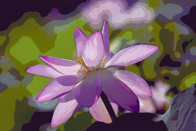 夏天荷花花卉植物近拍图