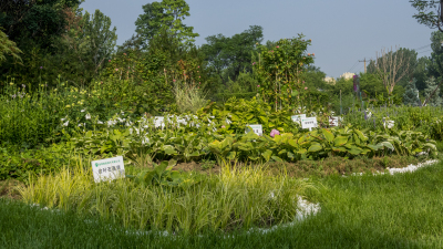 花艺景园植物高清图