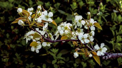 春天公园白色杏花实拍图