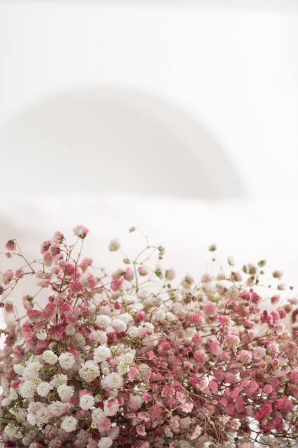 粉色满天星鲜花花苞实拍图