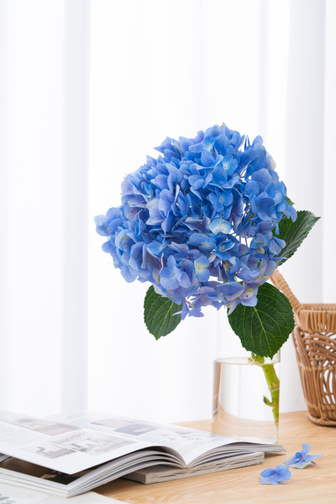 书本蓝色花朵唯美意境高清图版权图片下载