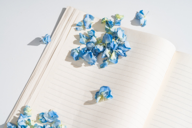 书本上的蓝色干花花瓣高清图