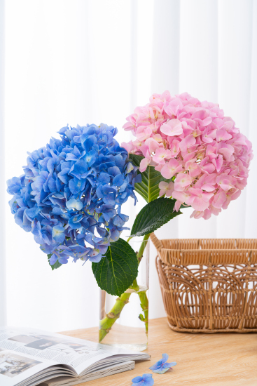 鲜花唯美绣球花高清图