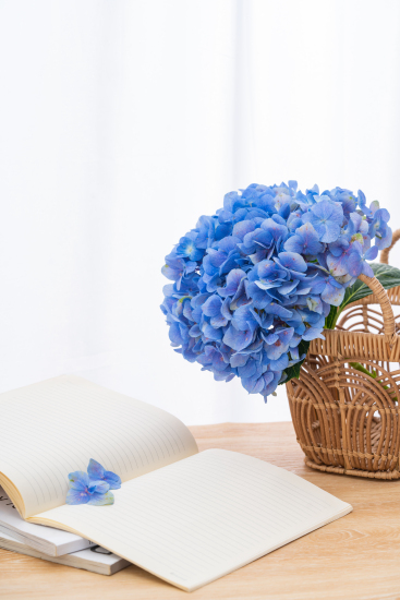 蓝色绣球花唯美花朵高清图版权图片下载