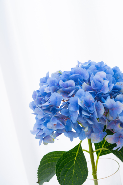 唯美蓝色鲜花绣球花实拍图
