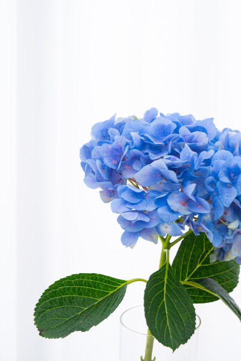 蓝色绣球花唯美花束高清图版权图片下载