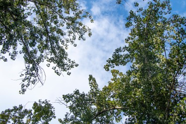 夏季大树树冠高清图