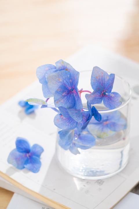 水杯里的蓝色绣球花实拍图版权图片下载