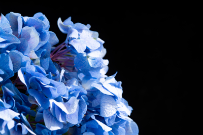 蓝色花瓣绣球花近景实拍图