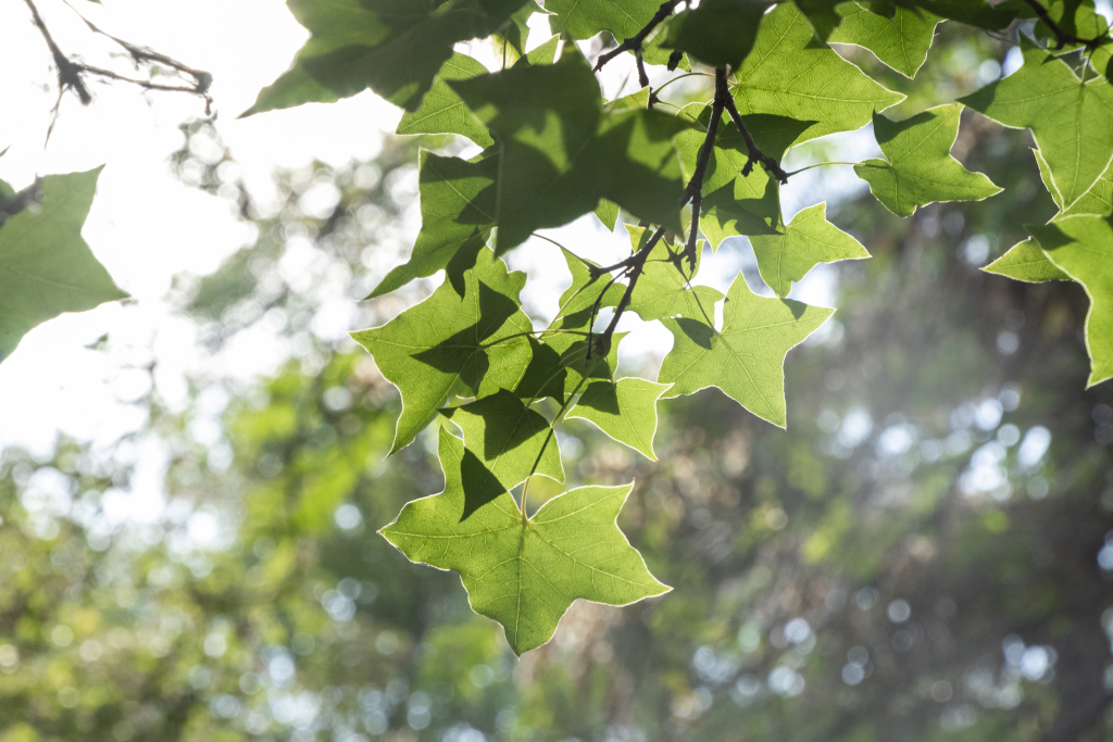 阳光明媚梧桐树叶高清图版权图片下载