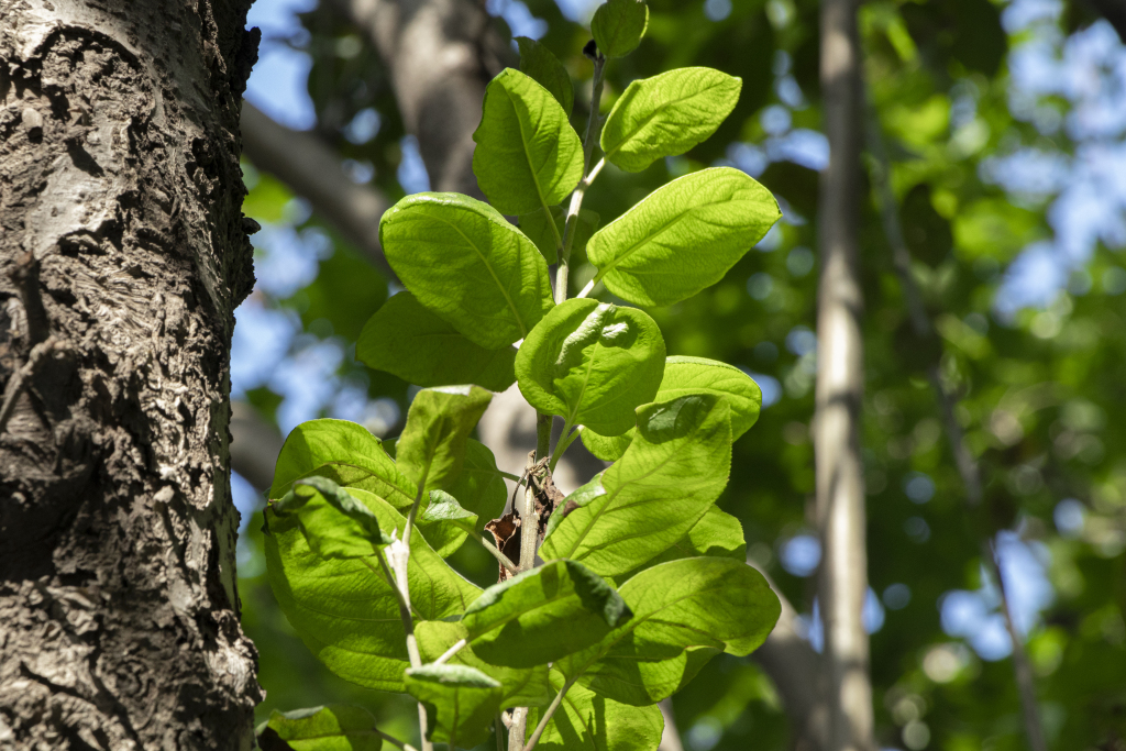 阳光洒在青葱绿叶上实拍图版权图片下载