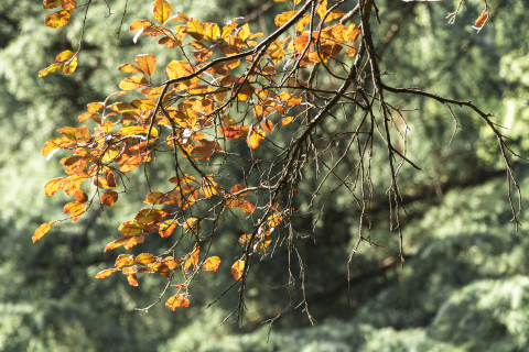 秋天槐树满是枯黄树叶近景图