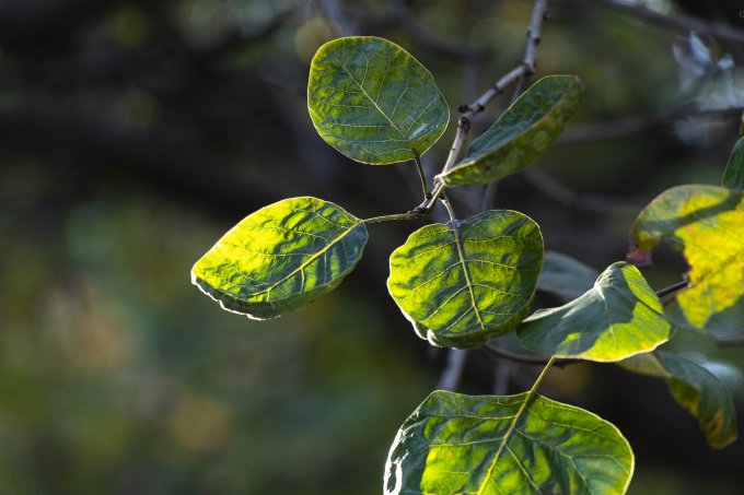 墨绿色卷边树叶近景图
