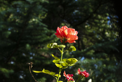 阳光下盛开的红玫瑰近景图