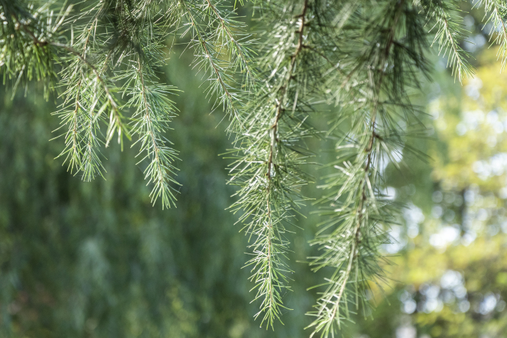阳光明媚茂盛的松树针叶近景图版权图片下载