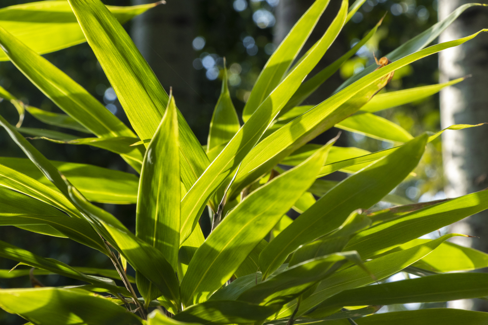 绿色大叶植物近景实拍图