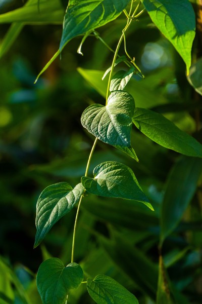 阳光照耀绿色藤蔓植物实拍图