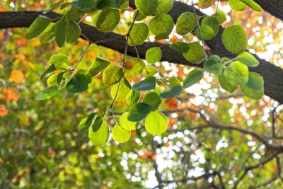 秋高气爽槐树叶子依旧青绿高清图