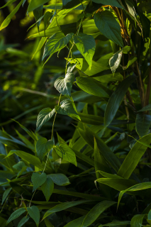 树林里茂盛的藤蔓植物实拍图