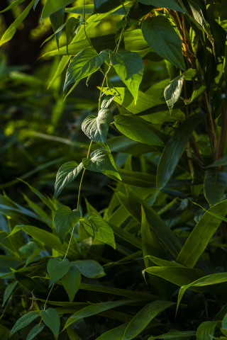 树林里茂盛的藤蔓植物实拍图