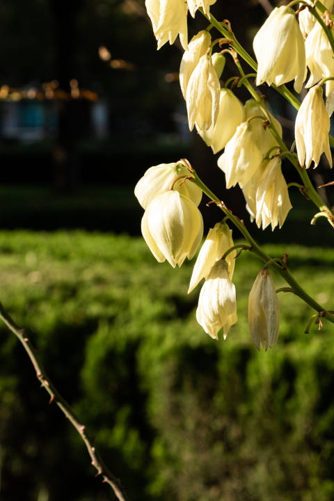 夕阳下的白色花朵实拍图版权图片下载
