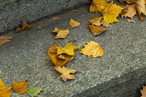几片树叶散落在台阶上实拍图