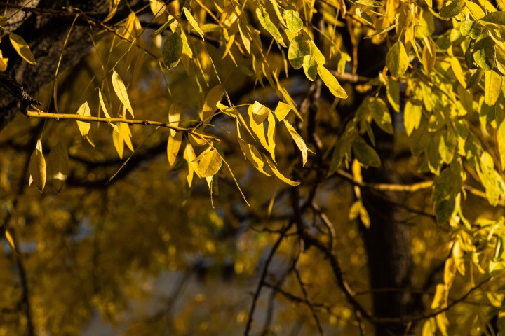 秋日阳光洒在黄色的树叶实拍图版权图片下载