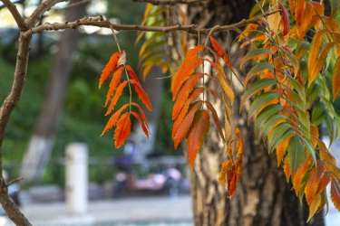 季节交替绿叶变红近景图