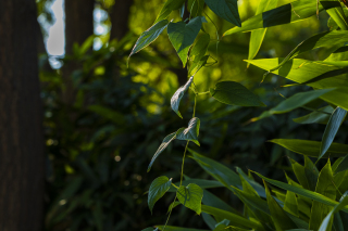 阳光照在大叶植物上近景图