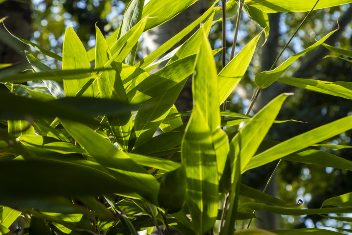 阳光照耀后翠绿的大叶植物特写图版权图片下载