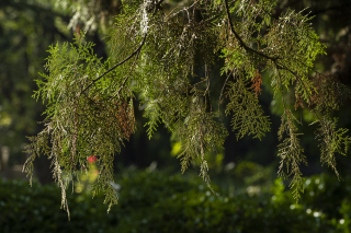 树木茂盛的职业实拍图