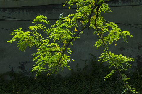 墙边垂下的槐树枝叶高清图